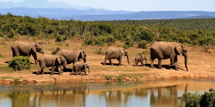 Image of a herd of elephants roaming around a water stream in a national park - weekend places near Jamnagar