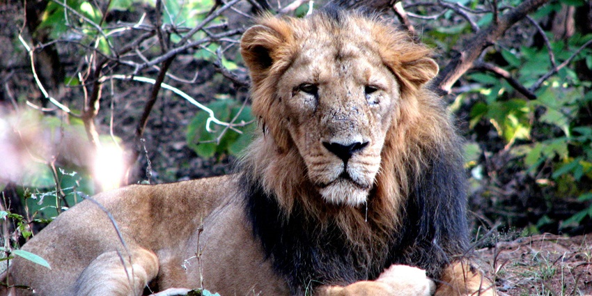Gir National Park, one of the top tourist hotspots to explore near the Heaven Water Park.