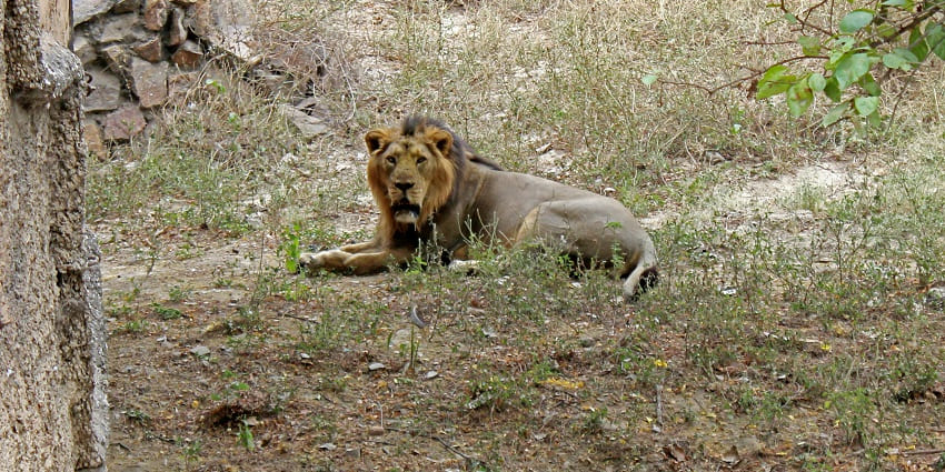 A breathtaking view of a brown lion sitting on a dry grassland during the daytime.