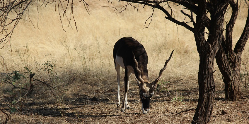 A deer spotted at the Gir National Park, one of the top national parks in Gujarat.