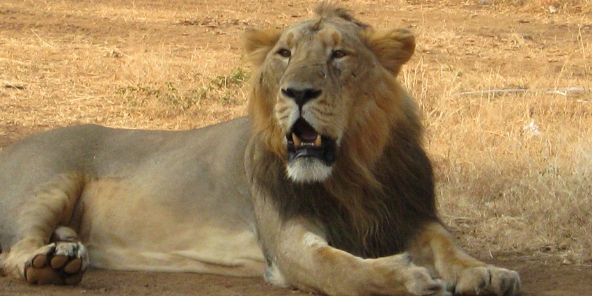 Majestic lion resting in Gir National Park, showcasing its regal mane and powerful presence.