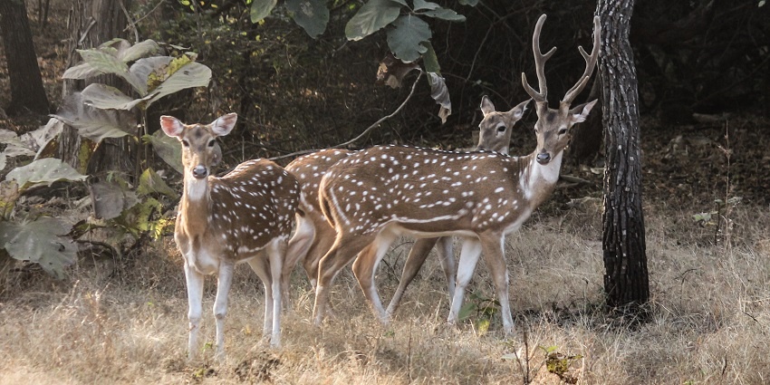 A group of Chitals wandering in the wildlife sanctuaries in Gujarat