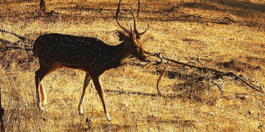 Gir Somnath Wildlife is one of the most serene places for jungle safari in Gujarat.