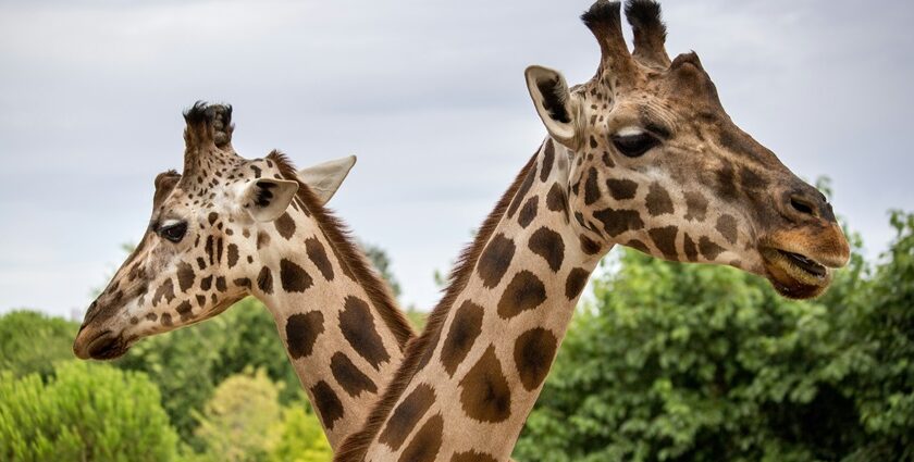 Here is your chance to explore one of the most famous zoological parks in the city.