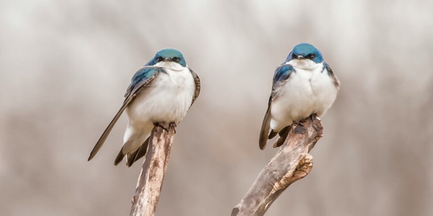 One of the best things to do in Goa with family is to go bird watching at the Salim Ali Bird Sanctuary