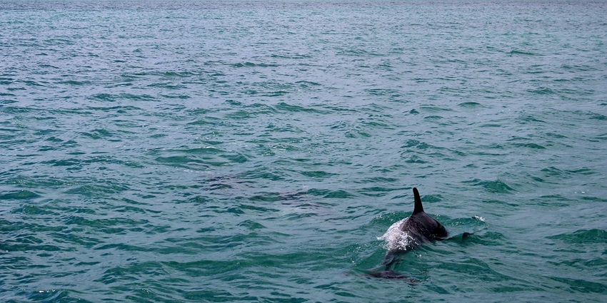Watch out for the playful dolphins in the waters of Goa on your most awaited trip.