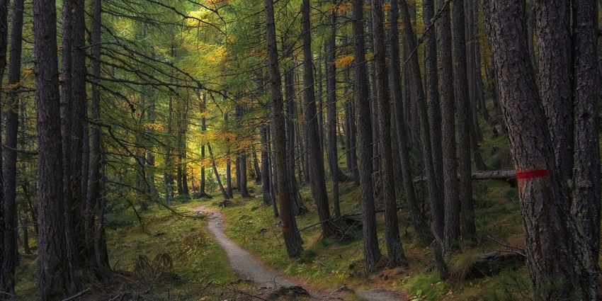 Scenic forest path surrounded by tall trees and lush greenery around it.