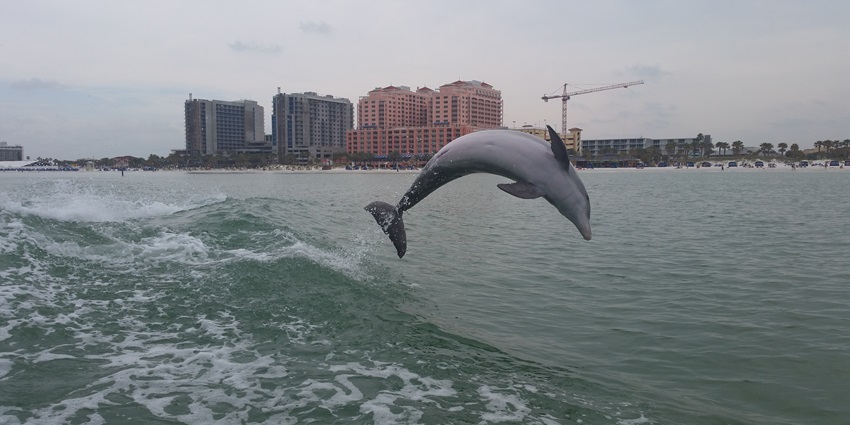 Embark on a dolphin tour with stunning views of Vagator’s red cliffs.