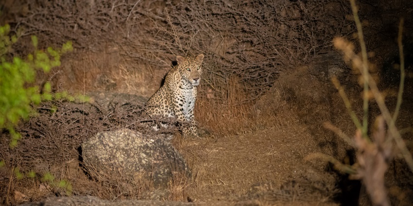 Go on a night safari as part of the top things to do in Goa at night and view the nocturnal animals