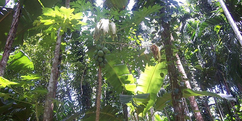 Go on a spice plantation tour at Ponda to look at the exhibits of cinnamon, cardamom and cloves