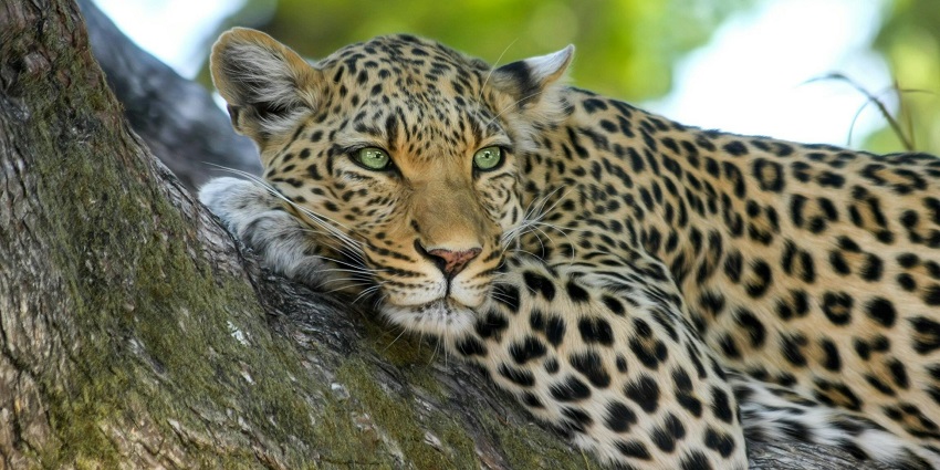 Satkosia National Park is one of the best offbeat places in Odisha to explore and enjoy.