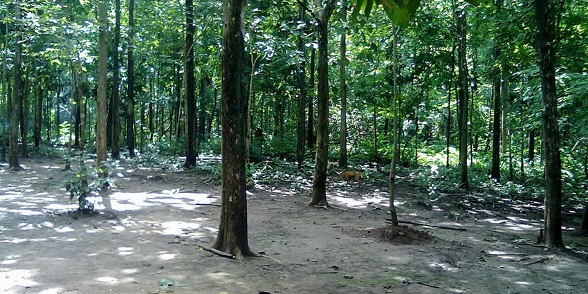 A picture of a hiking path in the middle of forest of Maredumilli, which is one of the best places to visit