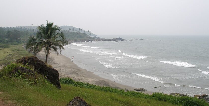 A picture of a beach in Goa with pine trees and greenery around the shore