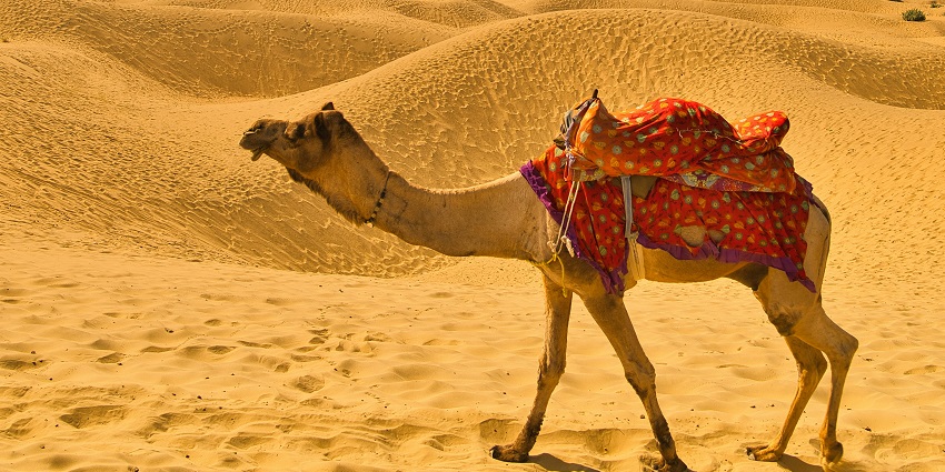 Deserts featuring camel safari, one of the top places for New Year Party in Pushkar.
