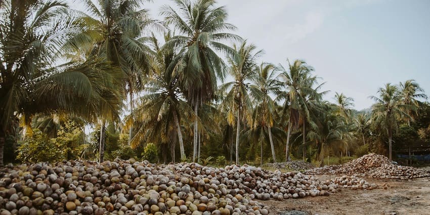 Gollala Mamidada is one of the most popular and scenic places to visit near Annavaram.