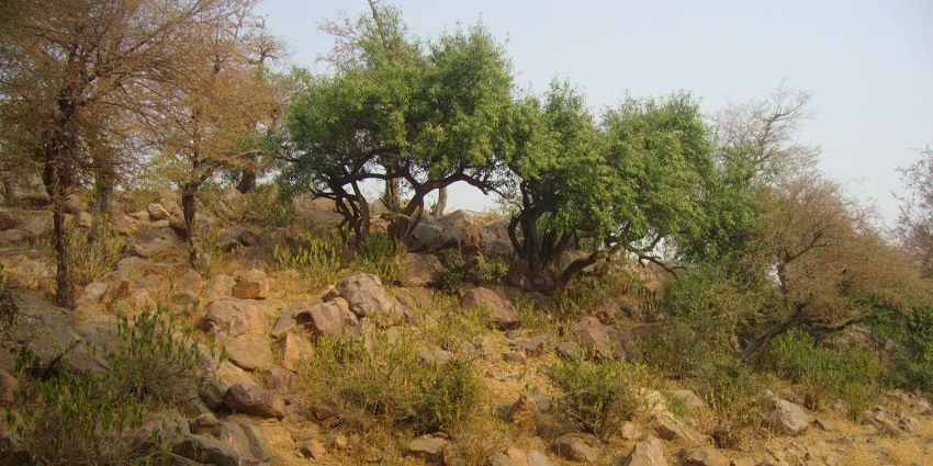 Sacred site near Mathura, India, depicted with lush greenery and a serene, sacred landscape.
