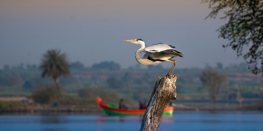 An image of a graceful heron in a river in the Kolleru Wildlife Sanctuary located in Eluru.