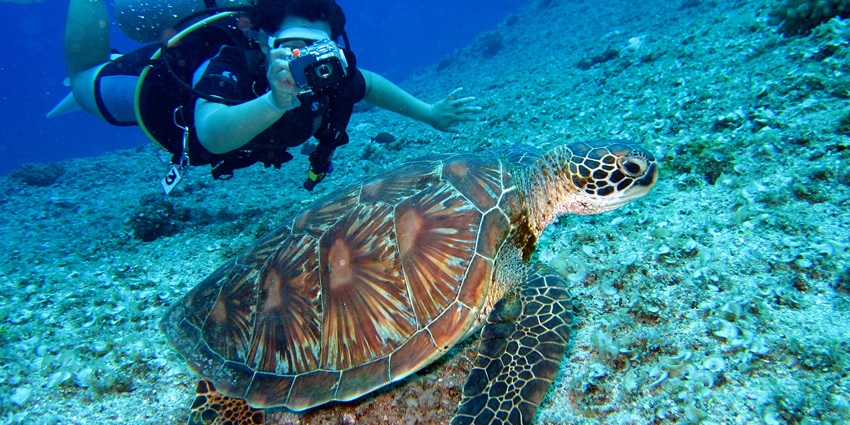 Grande Island is one of the best places to try scuba diving in Goa for all travellers.