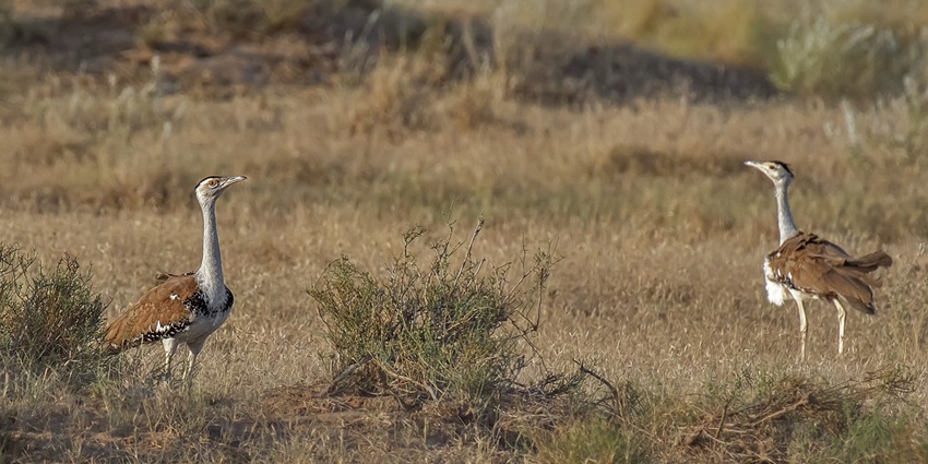 A picture of the Great Indian Bustard roaming around in the bustard sanctuary near Akkalkot