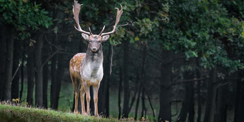 Explore Kurduwadi, a sanctuary for Great Indian Bustard and diverse wildlife