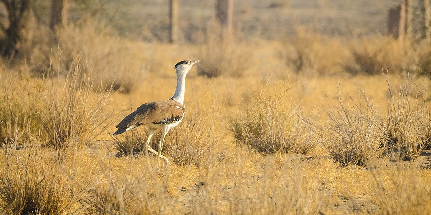 Witness a wide range of Great Indian Bustard Conservation on an exciting jeep safari.