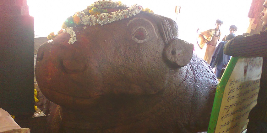 Witnessing the growing Nandi Idol is one of the best things to do in Yaganti Temple.