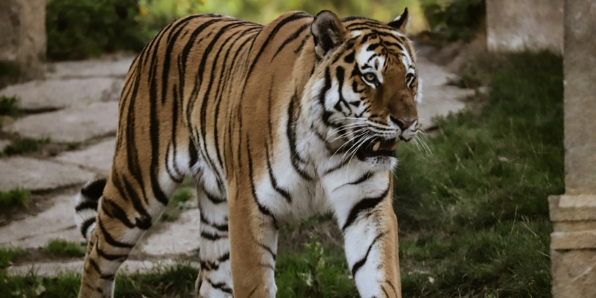 A tiger at the Ormanjhi Zoo is a sight to behold with its majestic strides