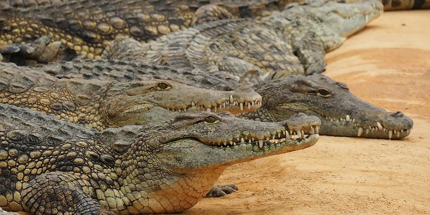 Sharana Basaveshwara or Gulbarga Park is home to peacocks, crocodiles, and more.