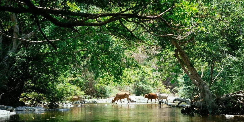 wo deers basking on the banks of a river in a wildlife sanctuary, surrounded by tall grasses and wetlands