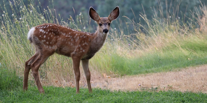 A deer spotted at the lush green sprawling fields of the tourist attraction, Hadagarh.