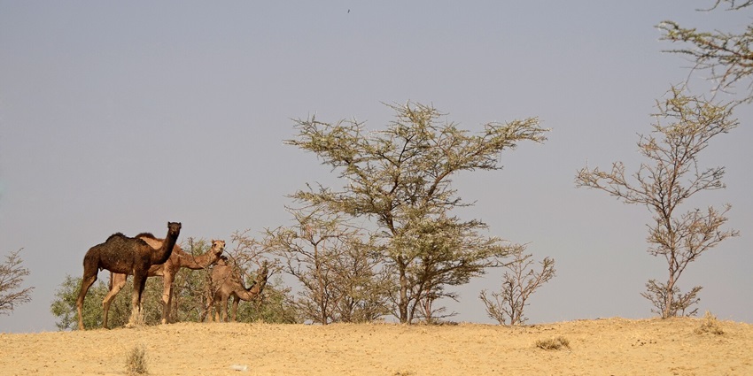 Pictursque view of Bikaner desert half-day safari with camel rides, jeep tours, and visits