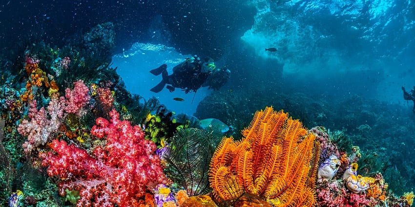 A breathtaking view of a person snorkelling over beautiful coral reefs underwater.