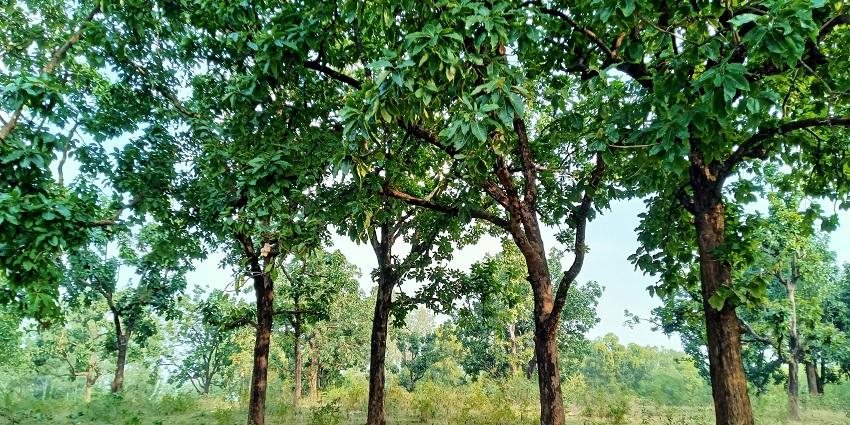 Hariharganj is one of the most serene and lovely places near Palamu National Park.