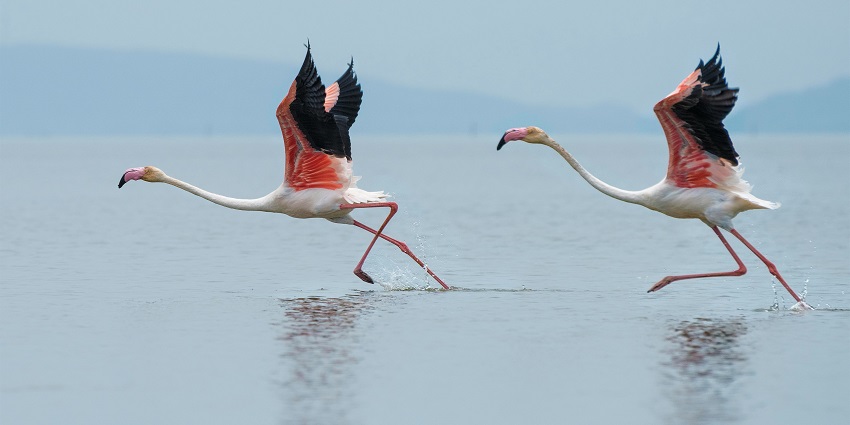 Harike Wetland and Bird Sanctuary is the best place to explore the regions’s biodiversity.