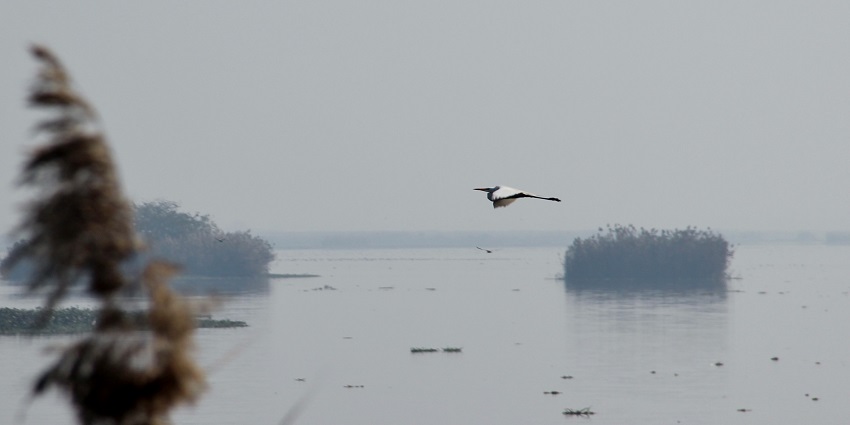 Harike Wetland is one of the notable places to see near Jalandhar in Punjab, India.