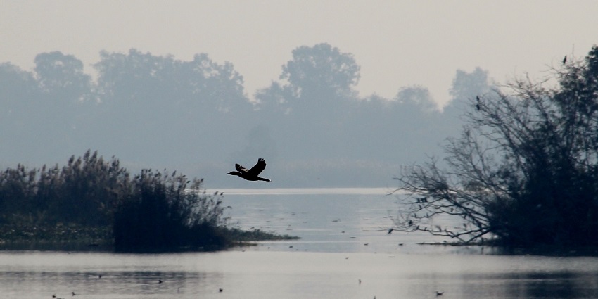 An image of Harike Wetland, showcasing its diverse bird species and natural beauty, highlighting one of the scenic places to visit near Amritsar.