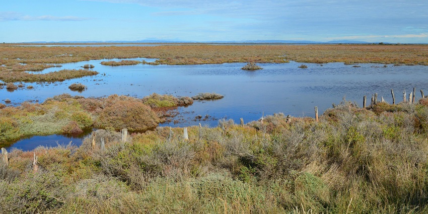 Harike Wetlands is a perfect place for nature lovers and those who love birdwatching.