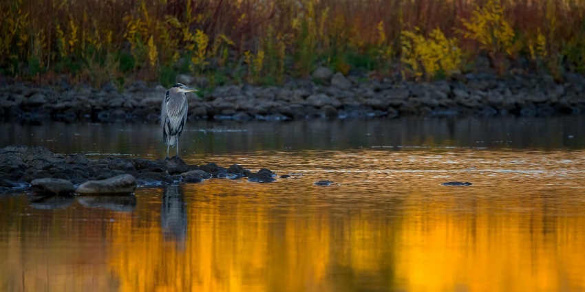 Harike Wildlife Sanctuary is one of the top bird sanctuaries in Punjab where you can spot migratory birds
