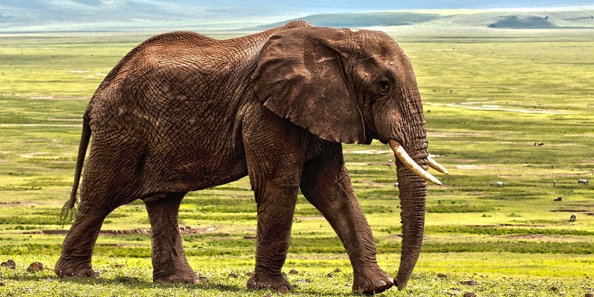 An image showing an elephant strolling through a natural, lush green landscape.