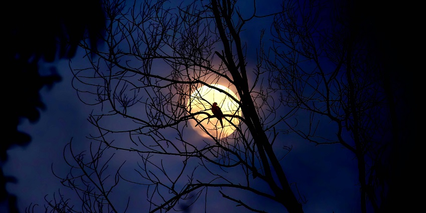A view of the haunted tree of Chandrakheda, one of the best haunted places in Ahmedabad.