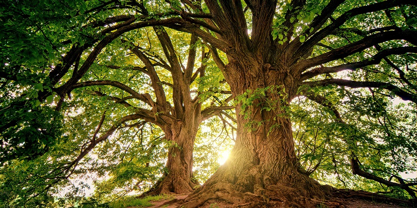 A glimpse of the famous haunted tree, one of the iconic haunted places in Gujarat.