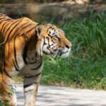 A tiger at the Hazaribagh Wildlife Sanctuary with its lush greenery and a water reservoir