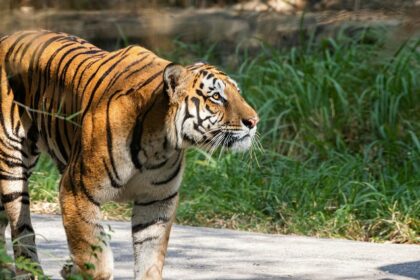 A tiger at the Hazaribagh Wildlife Sanctuary with its lush greenery and a water reservoir