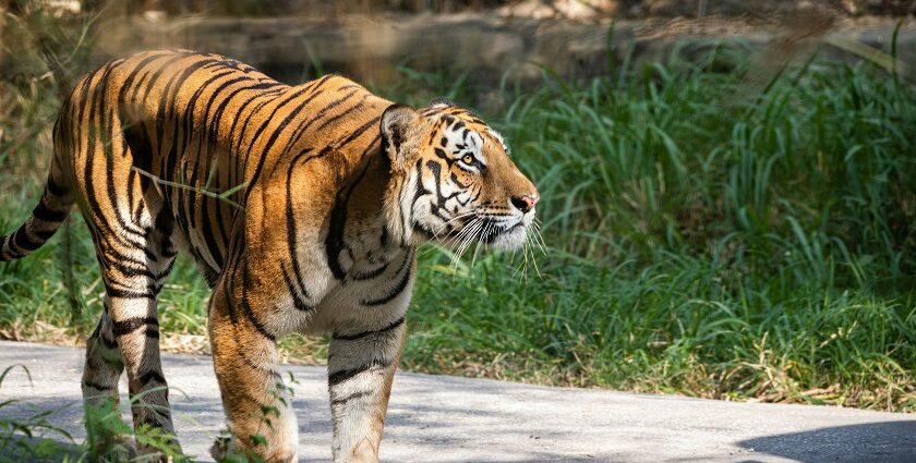 A tiger at the Hazaribagh Wildlife Sanctuary with its lush greenery and a water reservoir