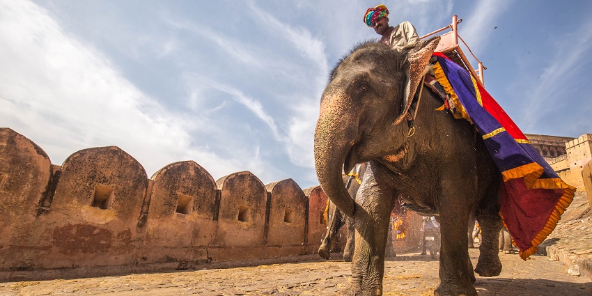 Experience Rajasthan's heritage on a safari, blending adventure with rich cultural encounters