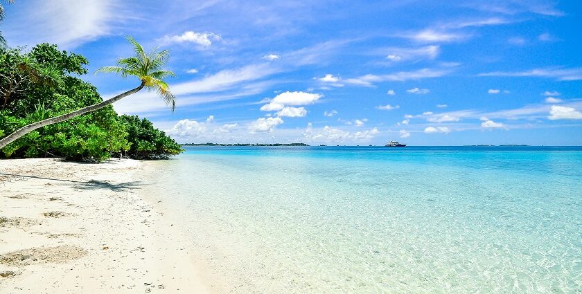 A breathtaking vista of pristine white sands adorned with lush green palm trees.