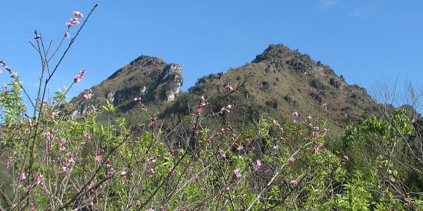 Charming view of Ham Rong hills with vibrant pink flower shrubs in the front amidst lush meadows