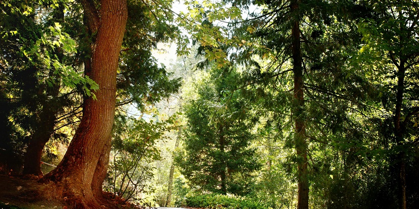 There are various hiking trails available for those seeking thrill and adventure.