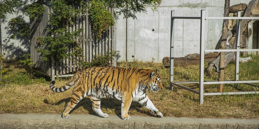 Ngengpui Wildlife Sanctuary has a significant and long history, dating back to the 1990s.