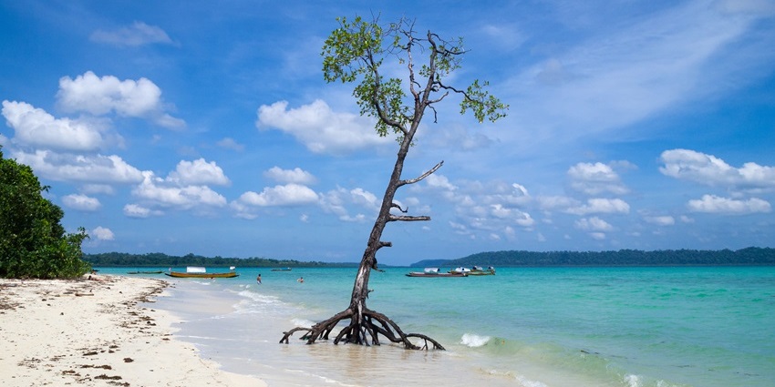 A picture of a mesmerising seashore with golden sand meeting tranquil waters under a clear sky